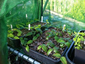 Clematis cuttings in the greenhouse