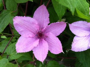 Clematis Pink Chiffon