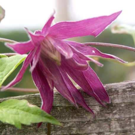 Clematis macropetala 'Cragside'