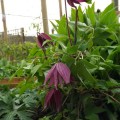 Clematis macropetala 'Cragside'