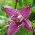 Clematis macropetala 'Cragside'