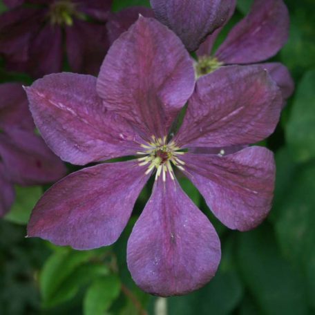 Clematis ‘Jackmanii Superba’