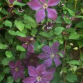 Clematis ‘Jackmanii Superba’