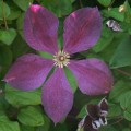 Clematis ‘Jackmanii Superba’