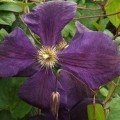 Clematis ‘Jackmanii Superba’