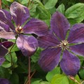 Clematis ‘Jackmanii Superba’