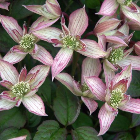 Clematis Montana 'Marjorie'