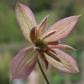 Clematis Montana 'Marjorie'