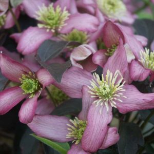 Clematis montana ‘Warwickshire Rose’