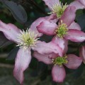 Clematis montana ‘Warwickshire Rose’