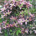 Clematis montana ‘Warwickshire Rose’