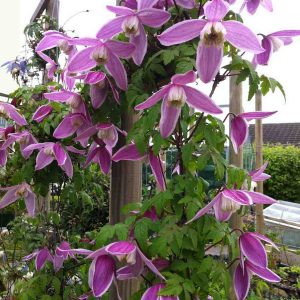 Clematis alpina Jacqueline du Pré