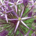 Allium christophii