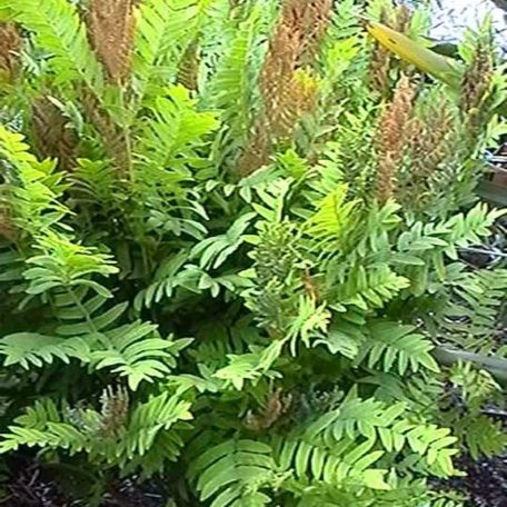 Osmunda regalis