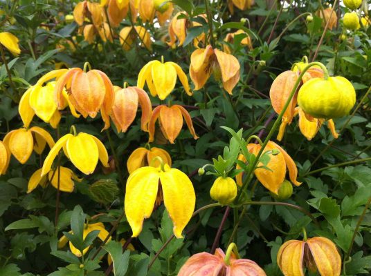 Clematis Bill MacKenzie