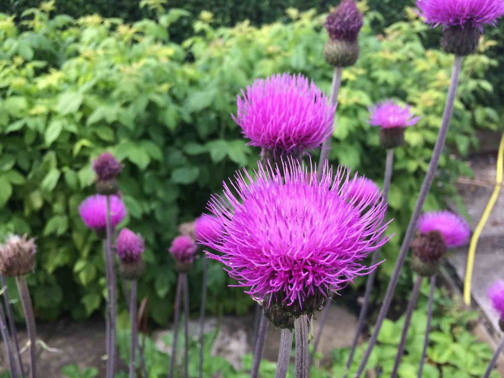 Cirsium heterophyllum