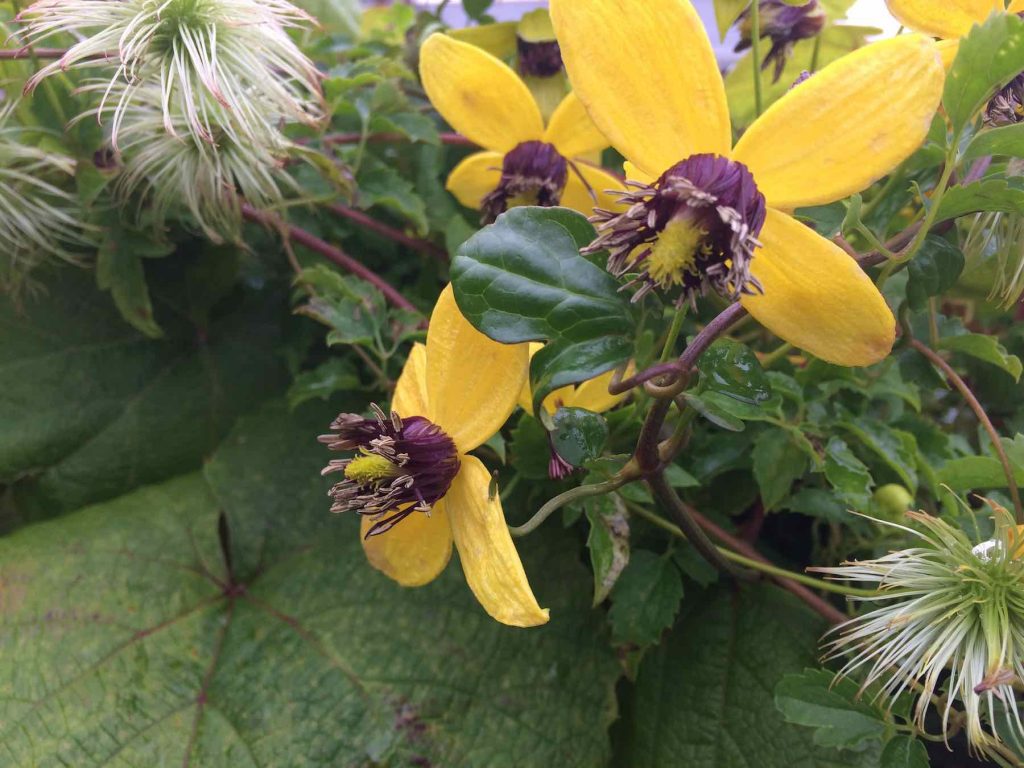 Clematis Golden Tiara