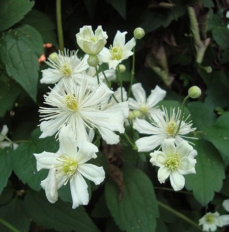 Clematis potaninii 'Summer Snow' - MoonGarden