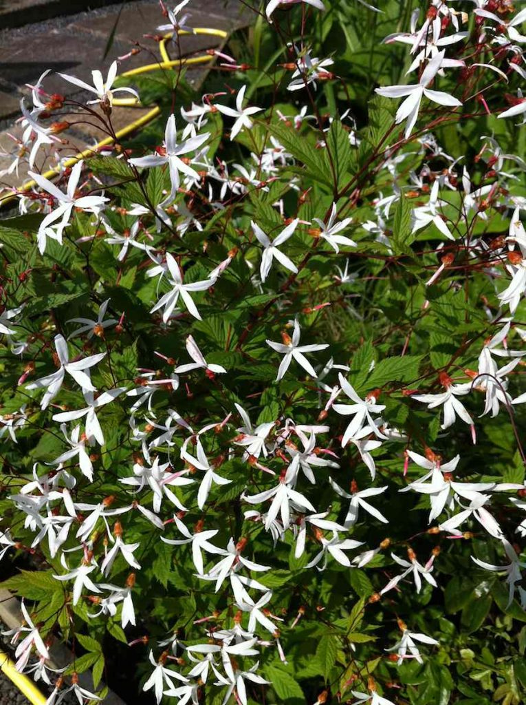 Gillenia trifoliata