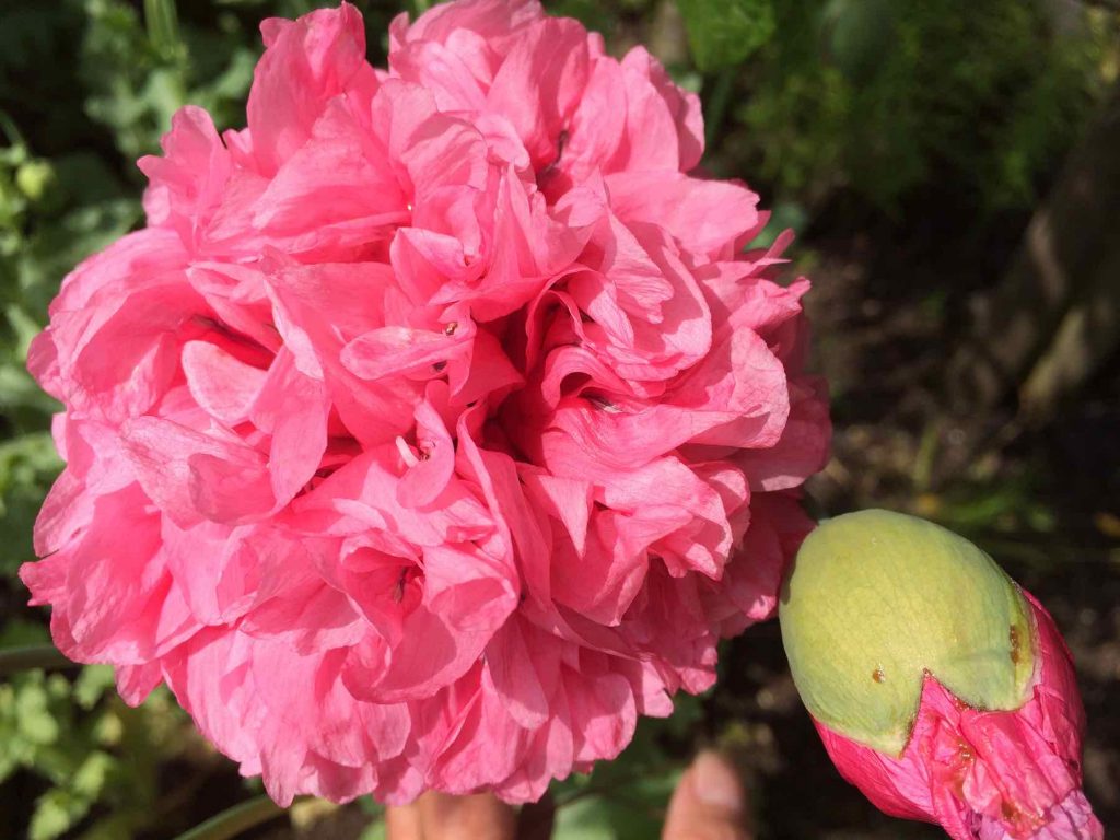 Papaver somniferum double pink