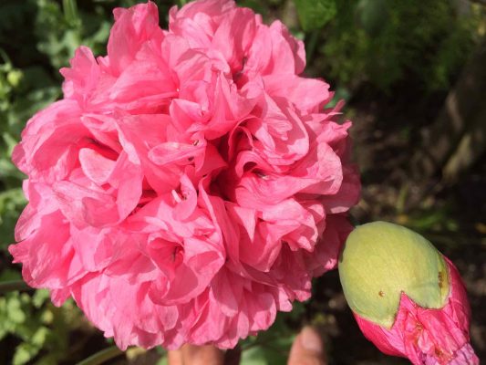 Papaver somniferum double pink