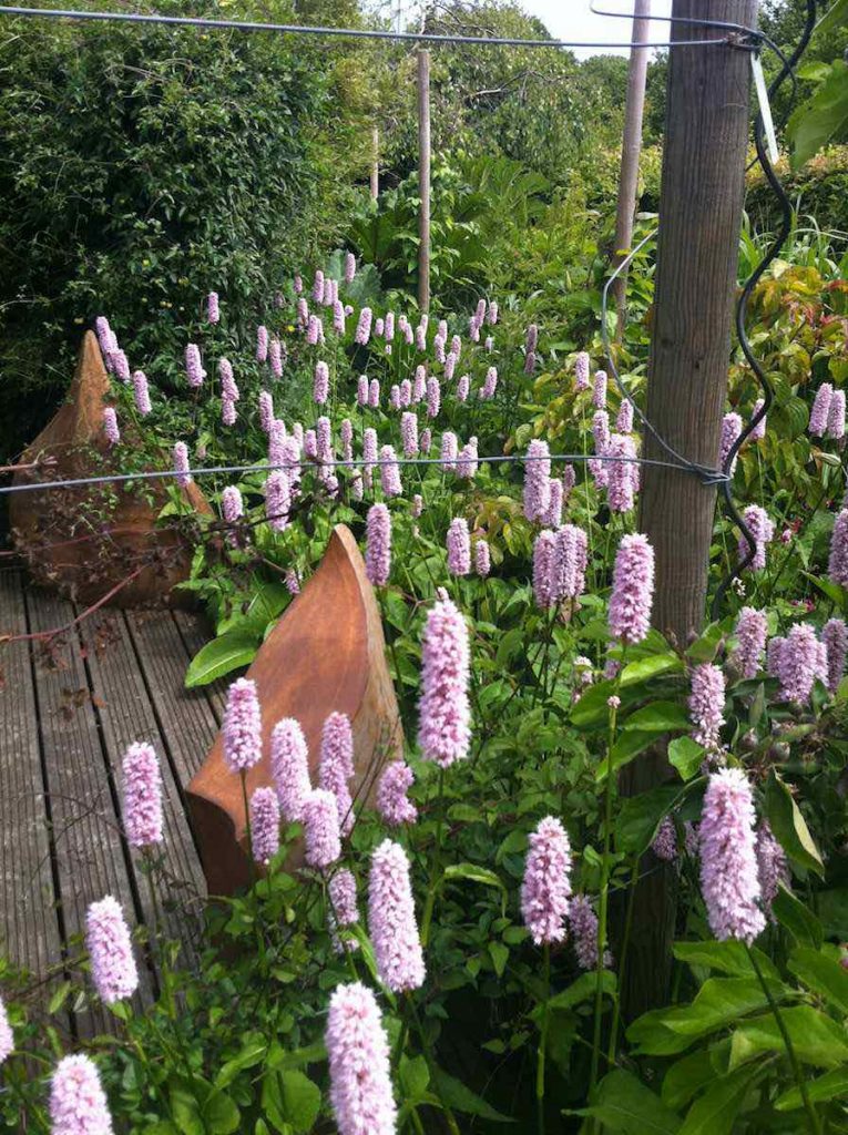 Persicaria bistorta superba