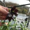 Fritillaria Fritillaria camschatcensis (Chocolate Lily, Kamchatka fritillary, Black Sarana)