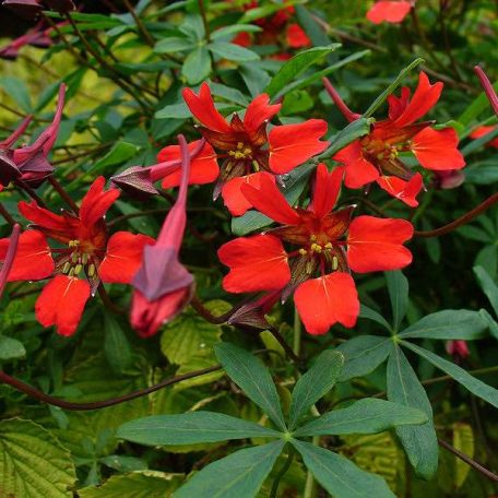 Tropaeolum speciosum