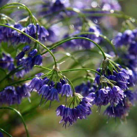 Allium cyaneum